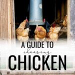 A Guide to Choosing Chicken