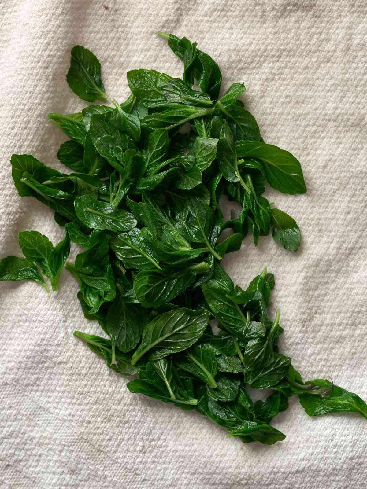 Blanched mint leaves on a white kitchen towel.