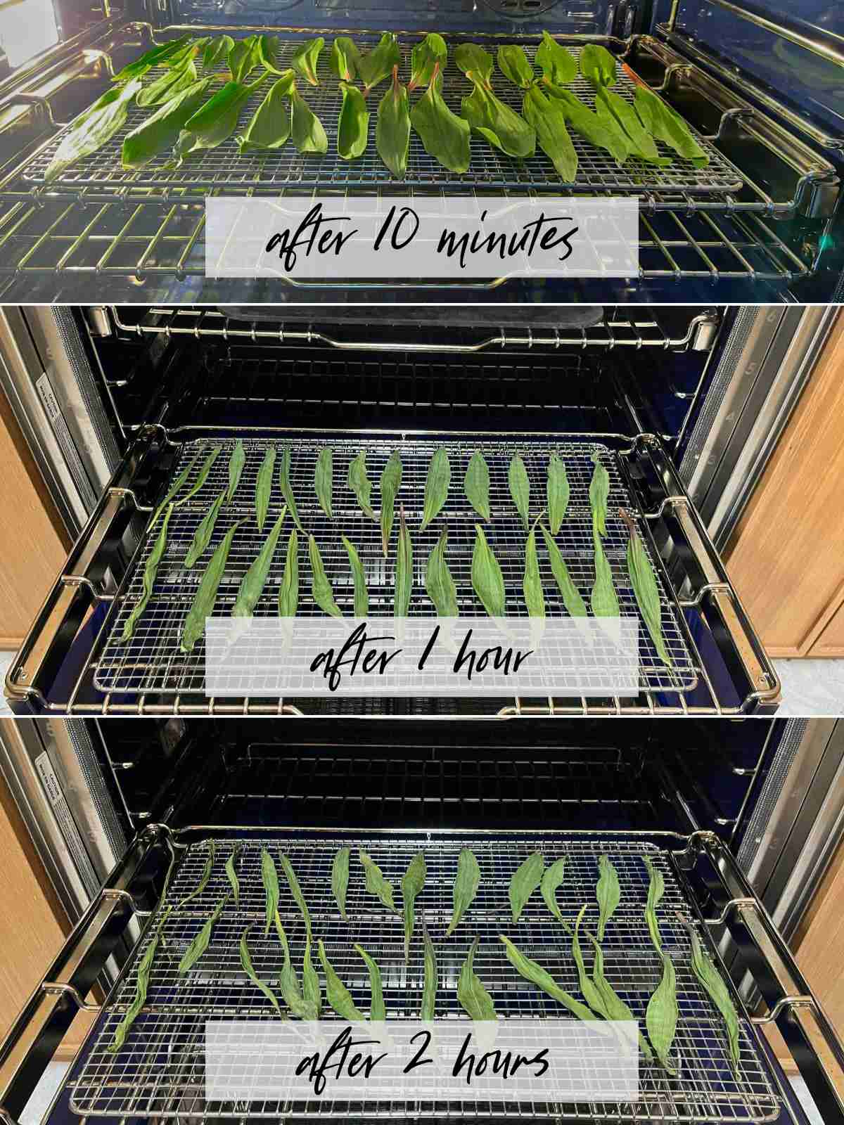 Three photos of ramp leaves after cooking in the oven for different times