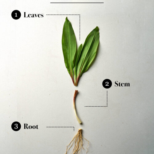 A ramp split into three parts: the leaves, stem, and root.