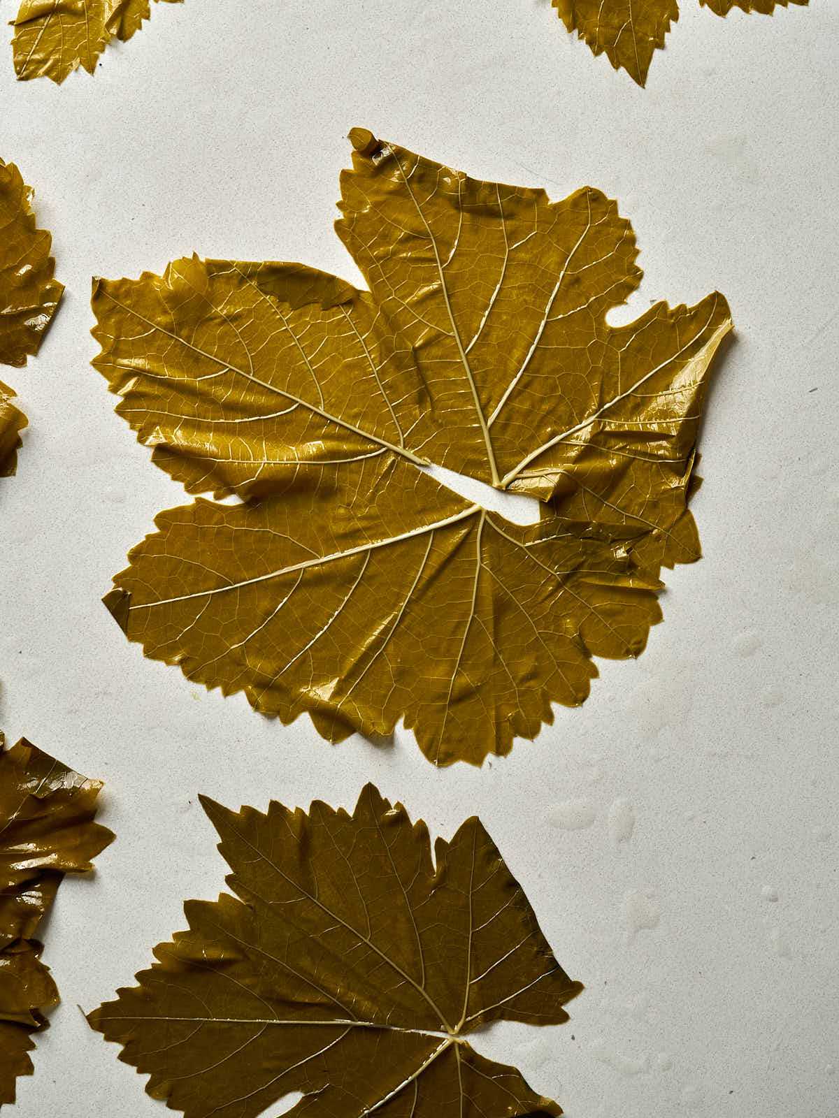 A large grape leaf flattened out on a countertop.