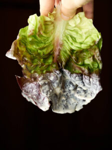 Poppyseed dressing dripping off a piece of red leaf lettuce.